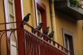 Eigentumswohnung: Tauben füttern verboten